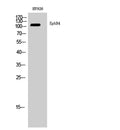 Western Blot analysis of HY926 cells using EphB4 Polyclonal Antibody diluted at 1:2000