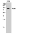 Western Blot analysis of HepG2 cells using EpoR Polyclonal Antibody