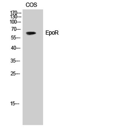 Western Blot analysis of HepG2 cells using EpoR Polyclonal Antibody