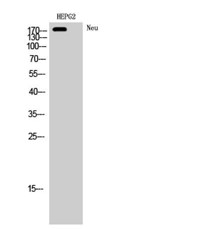 Neu rabbit pAb (AA 1206-1255) – Figure 1 of 4