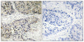 ERK 8 rabbit pAb – Figure 1 of 1