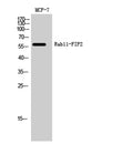 Western Blot analysis of MCF-7 cells using Rab11-FIP2 Polyclonal Antibody