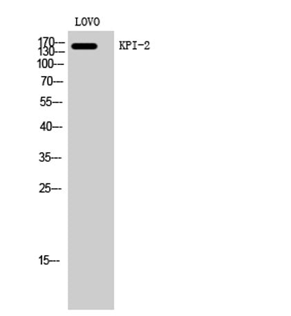 KPI-2 rabbit pAb – Figure 1 of 4