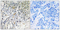 ELL2 rabbit pAb – Figure 1 of 1