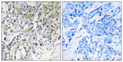 ELL2 rabbit pAb – Figure 1 of 1