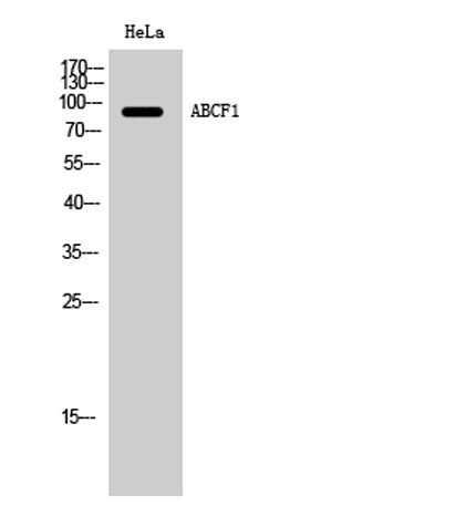 ABCF1 rabbit pAb – Figure 1 of 1