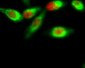 Immunofluorescence analysis of Hela cell. 1,FoxO1 (phospho Ser256) Polyclonal Antibody(red) was diluted at 1:200(4° overnight). Active Caspase-3 Monoclonal Antibody(5E1)(green) was diluted at 1:200(4° overnight). 2, Goat Anti Rabbit Alexa Fluor 594 Catalog:RS3611 was diluted at 1:1000(room temperature, 50min). Goat Anti Mouse Alexa Fluor 488 Catalog:RS3208  was diluted at 1:1000(room temperature, 50min).