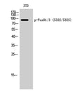 Western Blot analysis of 3T3 cells using Phospho-FoxO1/3 (S322/S325) Polyclonal Antibody