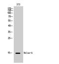 Melan-A rabbit pAb – Figure 1 of 3