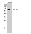 CstF-64T rabbit pAb – Figure 1 of 4