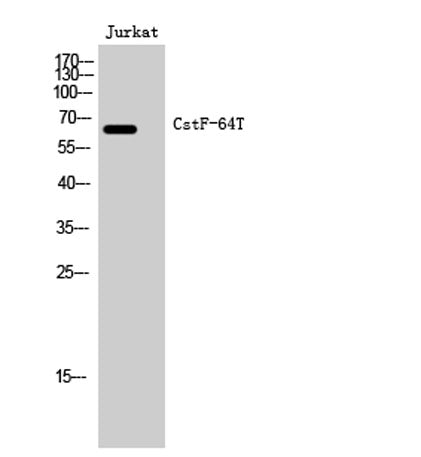 CstF-64T rabbit pAb – Figure 1 of 4