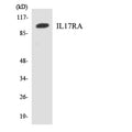 Western blot analysis of the lysates from HeLa cells using IL17RA antibody.