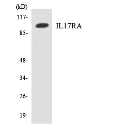 Western blot analysis of the lysates from HeLa cells using IL17RA antibody.