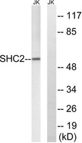 Western blot analysis of lysates from Jurkat cells, using SHC2 Antibody. The lane on the right is blocked with the synthesized peptide.