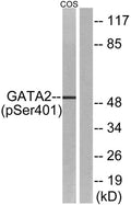 Western blot analysis of lysates from COS7 cells treated with TNF 20ng/ml 5', using GATA2 (Phospho-Ser401) Antibody. The lane on the right is blocked with the phospho peptide.