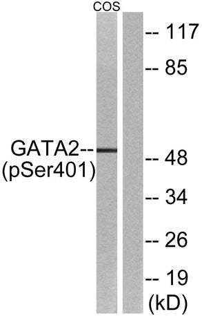 Western blot analysis of lysates from COS7 cells treated with TNF 20ng/ml 5', using GATA2 (Phospho-Ser401) Antibody. The lane on the right is blocked with the phospho peptide.