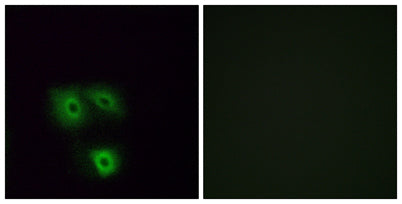 Olfactory receptor 5H1 rabbit pAb – Figure 1 of 3