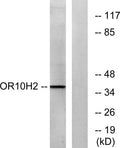 Olfactory receptor 10H2 rabbit pAb – Figure 1 of 1