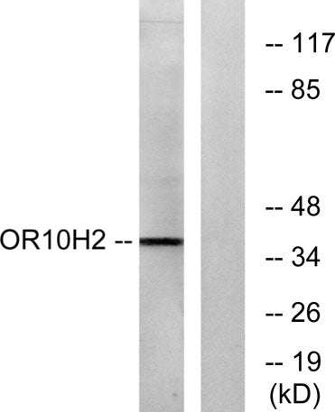 Olfactory receptor 10H2 rabbit pAb – Figure 1 of 1