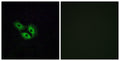 Olfactory receptor 4E2 rabbit pAb – Figure 1 of 1