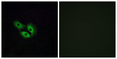 Olfactory receptor 4E2 rabbit pAb – Figure 1 of 1