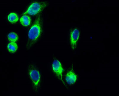 GFAP rabbit pAb – Figure 1 of 4