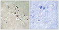 Neuroplastin rabbit pAb – Figure 1 of 1