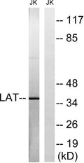 LAT rabbit pAb – Figure 1 of 3