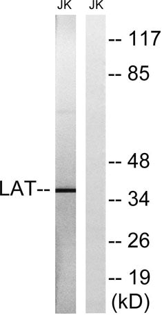 LAT rabbit pAb – Figure 1 of 3