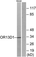 Western blot analysis of lysates from RAW264.7 cells, using OR13D1 Antibody. The lane on the right is blocked with the synthesized peptide.