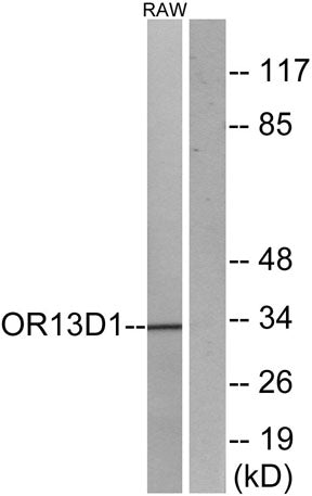 Western blot analysis of lysates from RAW264.7 cells, using OR13D1 Antibody. The lane on the right is blocked with the synthesized peptide.