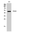 Western Blot analysis of 3T3 cells using TRIM59 Polyclonal Antibody. Secondary antibody(catalog#:RS0002) was diluted at 1:20000