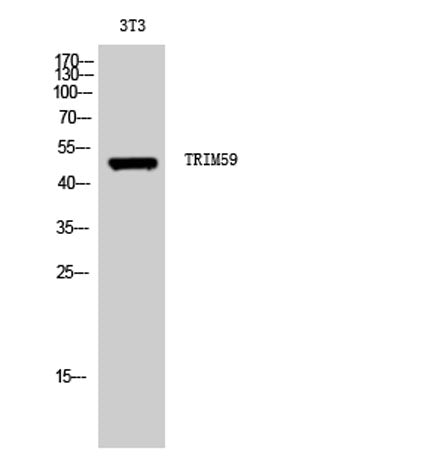 Western Blot analysis of 3T3 cells using TRIM59 Polyclonal Antibody. Secondary antibody(catalog#:RS0002) was diluted at 1:20000