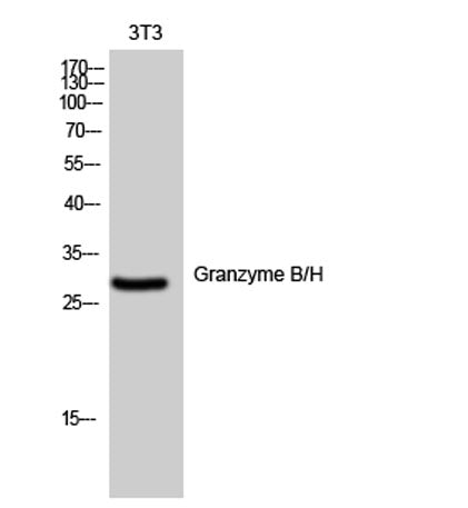 Granzyme B/H rabbit pAb – Figure 1 of 3