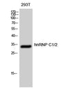hnRNP C1/2 rabbit pAb – Figure 1 of 3