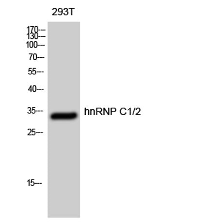 hnRNP C1/2 rabbit pAb – Figure 1 of 3