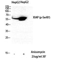 Western Blot analysis of HepG2 cells using Phospho-XIAP (S87) Polyclonal Antibody diluted at 1:500