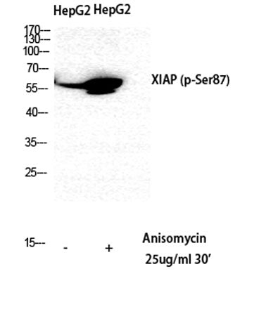 Western Blot analysis of HepG2 cells using Phospho-XIAP (S87) Polyclonal Antibody diluted at 1:500