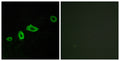 Immunofluorescence analysis of LOVO cells, using HTR5A Antibody. The picture on the right is blocked with the synthesized peptide.