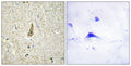 CYP26C1 rabbit pAb – Figure 1 of 2