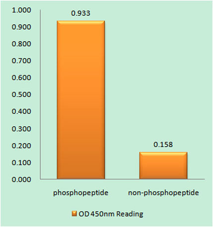 JAK2 (phospho Tyr931) rabbit pAb – Figure 1 of 4