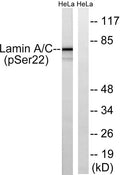 Lamin A/C (phospho Ser22) rabbit pAb – Figure 1 of 2