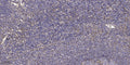 MAGE-9 rabbit pAb – Figure 1 of 1