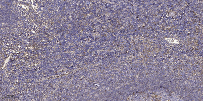 MAGE-9 rabbit pAb – Figure 1 of 1