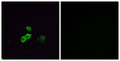 Olfactory receptor 5U1 rabbit pAb – Figure 1 of 1
