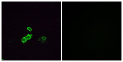 Olfactory receptor 5U1 rabbit pAb – Figure 1 of 1