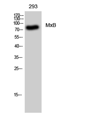 MxB rabbit pAb – Figure 1 of 2