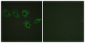 MYPT1 (phospho Thr696) rabbit pAb – Figure 1 of 2