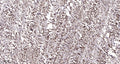 NACA (phospho Ser43) rabbit pAb – Figure 1 of 1