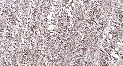 NACA (phospho Ser43) rabbit pAb – Figure 1 of 1